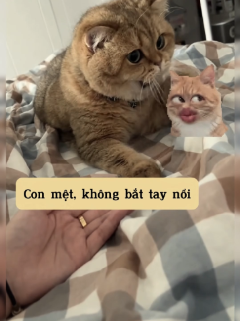 #cutepet #pets #fly #thucung #xuhuongtiktok #yeudongvat #bossvasen