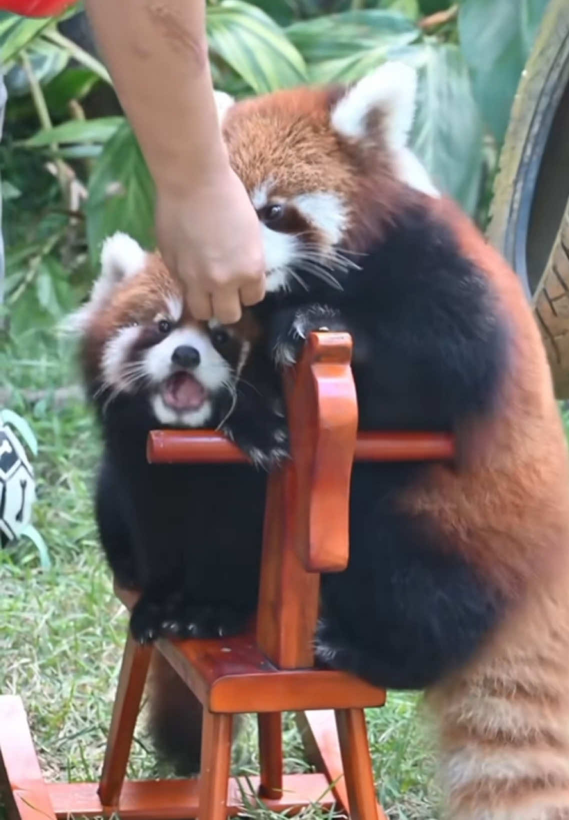 Red panda cubs #cuteanimals #funny #可愛い #panda #fyp 