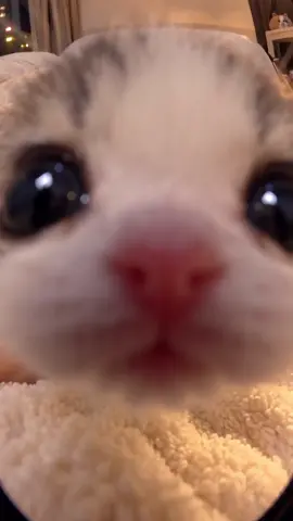 kitten offers eggs and fish for friendship #fyp #kittensoftiktok #cutekitten #catsoftiktok #kitten 