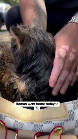 Roman was the last puppy from his litter still available. This lovely family reached out yesterday and we were able to meet halfway today for the transition. Thank you so much for trusting ❤️ #yorkie #YorkieAdoption #yorkielife #YorkshireTerrier #YorkiePuppies 