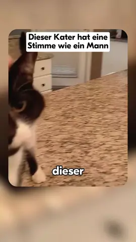 #kater #tiktokdeutschland #tierschutz #tiere 