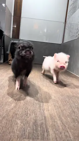 Cute little piggy 🐷#cute #baby #babypig #minipig #kunekunepigs
