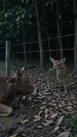 बीस वर्षसम्म हलो तानेर मालिकको संसार बनायो, तर बूढो भएपछि पाँच सय रुपैयाँमा कसाइलाई बेचियो 😭💔 भोलेको आफ्नै सन्तानले साथ छोड्यो, तर एउटा सानो मृगले अन्तिम साससम्म साथ निभायो। माया गर्न मान्छे नै हुनुपर्छ भन्ने कहाँ लेखिएको छ र? 🥺🐂🦌 जिउँदो गोरुको माया नबुझ्नेले ढुङ्गाको गोरु पूजा गरेर के अर्थ? 😭💔#AnimalLove #fypシ゚viral #trending #emotional #aivideocreation 