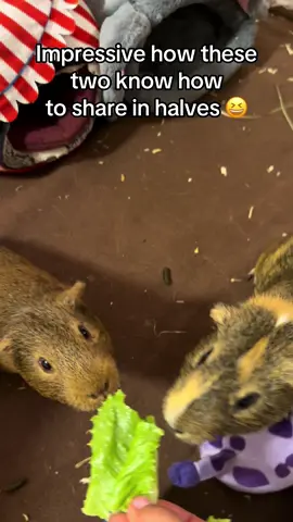 My guinea pigs eat so fairly 😆😆 #guineapig #capybara ##rescueanimal##guinea##fyp