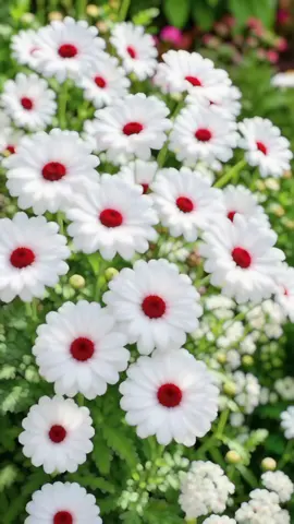#আসসালামু_আলাইকুম #ইসলামিক_ভিডিও_🤲🕋🤲 #foryou #foryoupage 