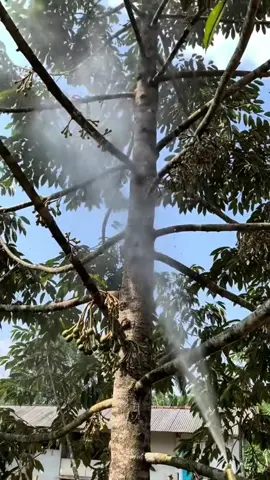 pupuk power flower pemicu pembungaan dan pembuahan tidak mudah rontok #untuksemuajenistanaman 