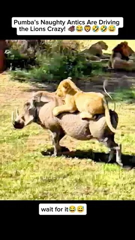 Pumba’s Naughty Antics Are Driving the Lions Crazy! 🐗😂🦁🤣🤣🤣#FunnyAnimals #AnimalComedy #Pumba #FunnyWildlife #AnimalLaughs #WildlifeFun #LionComedy #FunnyAnimalVideo #SavannahComedy #AnimalMoments #ViralAnimals #TrendingAnimals #TikTokAnimals #FYP #ForYou 