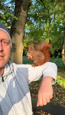 A red beauty shines in the sunlight. #redsquirrel #squirrel #squirreleating #friendlyanimals #cute