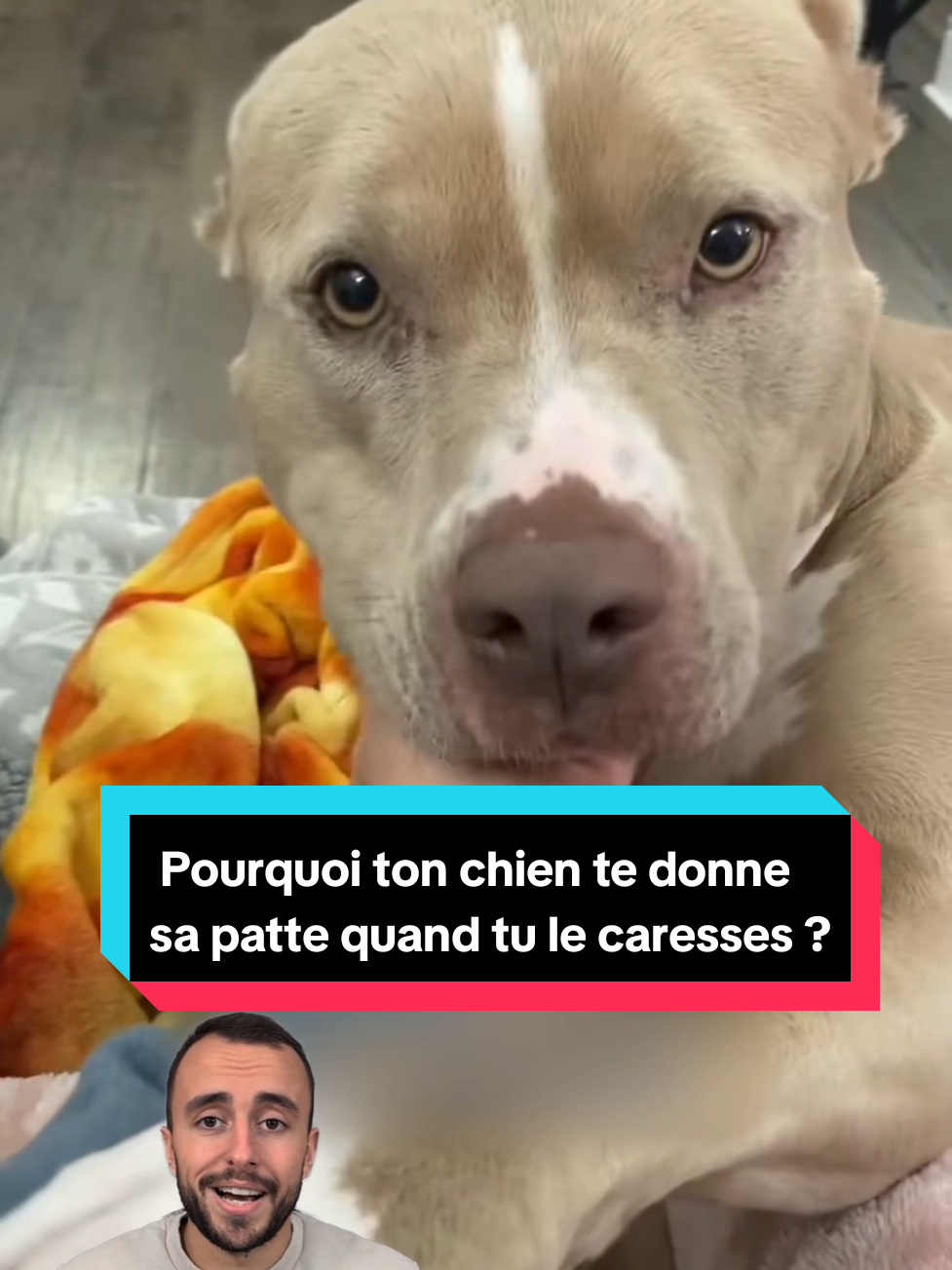La prochaine fois qu'il pose sa patte sur toi, ne la retire pas tout de suite 🐾 Il ne sait pas dire « je t'aime ». Il ne sait pas dire « je suis là ». Alors il le dit avec ce qu'il a, avec son corps, avec sa patte posée sur ta main, simplement. Et nous, on passe souvent à côté. On est sur notre téléphone, pressés, ailleurs. Lui, il ne demande pas grand-chose : juste quelques secondes de plus avec toi. Ce soir, quand il viendra te chercher, prends ce moment. Pose ta main sur la sienne, ralentis. Ces petits instants, c'est eux qu'on regrette le plus quand ils ne sont plus là. 🤍 Dis-moi en commentaire : ton chien, il te la donne souvent, sa patte ? #chien #chiens #amourdechien #relationchienhumain #comportementcanin 