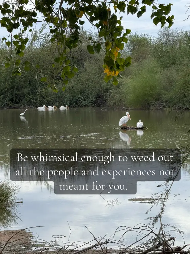 #whimsy #birdsoftiktok #naturelandscape #positiveenergy 