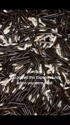 #wildrice #childhood #funfacts #relateable #fyp
