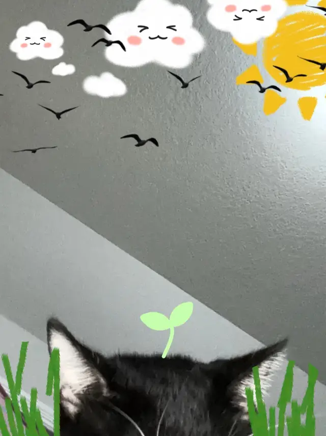 mimi. #creatorsearchinsights #fypシ #viral #kitty #cat 