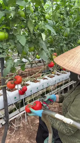 Cắt cà nhe mấy bạn #laodongthoivuhanquoc🇰🇷 #xuhuongtiktok 