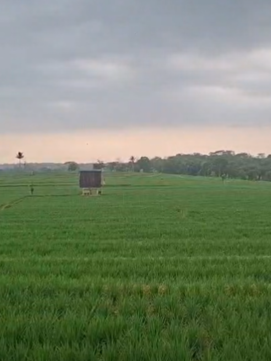 Hujan yang ditunggu kini telah datang. 🌧️ Awan menghitam, petir bersahutan, langit menumpahkan rindu yang lama tertahan...