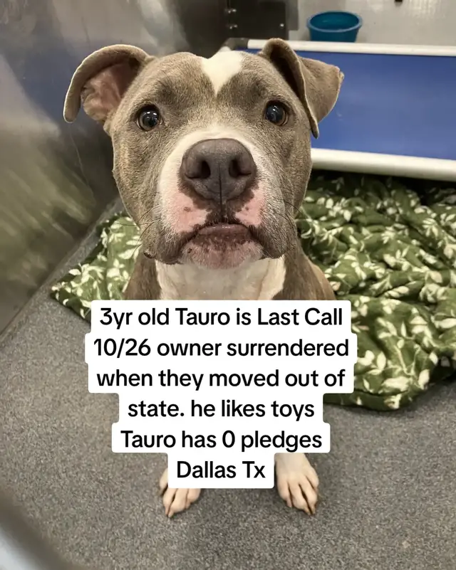 ADOPT/RESCUE- SPACE - Needs placement by 10/26 11:00am (CST)   Animal ID: Tauro A1301710 Age: 3 years Sex: Neutered Male Weight: 46 lbs Heartworm Status: Positive Intake Type: Owner Surrender- Personal Issues Adopets Link: https://adopt.adopets.com/pet/b2c61f7a-c546-482b-b160-ed3eada4b0c9   Bio   Meet Tauro! This 3-year-old boy is an active, playful pup who enjoys fetch, rope toys, and spending time with his favorite people. He can be cautious in new situations but has shown moments of curiosity and friendliness as he gets comfortable. Tauro would appreciate a patient adopter who can help him build confidence and continue working on his leash manners.   Due to capacity at the shelter, this pet is at risk.  If you are interested in adopting, fostering or rescuing this dog, email dasadopt@dallas.gov When emailing, please leave a callback number.   Medical Observation   10/21: Adoption Exam Completed Altered:          Yes   Rabies given in RR leg; DA2PP given SQ in RF leg; Bordetella given intranasally Flea and Heartworm Prevention given; Pyrantel given PO Blood sample pulled to perform heartworm test: HIGH POSITIVE Microchip FOUND: PT IS BAR, HAD TO BE SQUEEZED GATED CAUITON At time of tech exam P was aggressive and required manual restraint (Squeeze Gate, Catch Pole etc.) and protective equipment for staff to complete exam.  P is BAR, with no clinical signs of illness or injury that could be seen at this time. Pet has been prescribed Doxycycline for 28 days as part of our new heartworm therapy. Pet is to go home with remaining Doxycycline prescribed. RX: Doxycycline 100mg Tabs – 10mg/kg(Round down) BID x 28 days.   Shelter Observation   10/17: BAR did not allow staff to approach or pet him. He pulled very hard on the leash and displayed aggressive behavior, attempting to lunge at people and other animals while being walked to his kennel. I attempted to place A1301710 with his longtime housemate, whom he grew up with. However, when I opened the kennel, A1301710 lunged at her and attempted to bite her. For safety reasons, I immediately separated them and placed them in different kennels to prevent further aggression or potential injury. 10/19: Walked up to kennel and ran up to it and started barking immediately then I got to his level and stopped for a second then I was able to leash him up and walked him around paid no attention towards me only other dogs , was pulling on leash and then I tried to pet and tolerated it for a bit then gave a warning snap , then walked him back to kennel just fine. 10/19: He approached to greet with a wagging tail, a few whines, he's very curious didn't show any sign of aggression towards me.     Playgroup Observation   10/19: This dog is timid, allows gentle greets, and had hackles raised. PG1-Social/DG-Dainty & Gentle   Owner Notes 10/17: Tauro was a 3-year-old neutered, microchipped dog who was surrendered because his owner was moving out of state. He had been with his family for three years and was described as playful, active, and loving toward his owners. He enjoyed playing rough, tugging on ropes, and fetching. Tauro knew several commands, including sit, paw, walk, come, and crate. He was primarily house-trained but also used potty pads indoors. He tended to pull on the leash when excited. His owner reported that he was protective and displayed aggression toward strangers, other dogs, and cats, but had no reported bite history. Tauro experienced separation anxiety and was taking medication for it. His owner recommended an experienced, adult-only home without other pets, and with someone willing to continue his training.   Contact Email dasrescue@dallas.gov to rescue tag Email dasfoster@dallas.gov to foster Email dasadopt@dallas.gov to adopt   #pledgesforpups #texas #dallas 