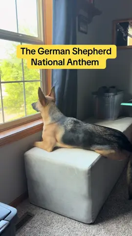Kiki’s favorite song to sing 😂🐶🐾 #dogs #getmanshepherdsoftiktok #dogsoftiktok #dogtok #dogtok 