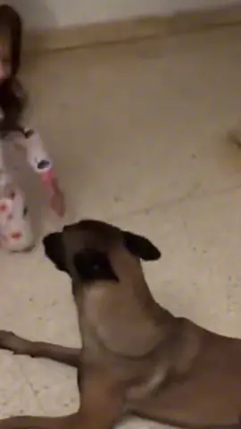 Wait for the end! 🤣 Which one is your favorite? Drop a follow for daily laughs! 🐾 #funnyanimals #petmemes #PetsOfTikTok #viralpets #fyp 