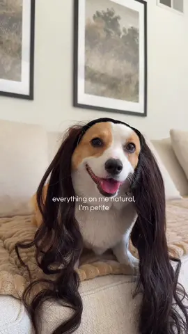 my face a 10, my body tea 💅✨#corgi #corgisoftiktok 
