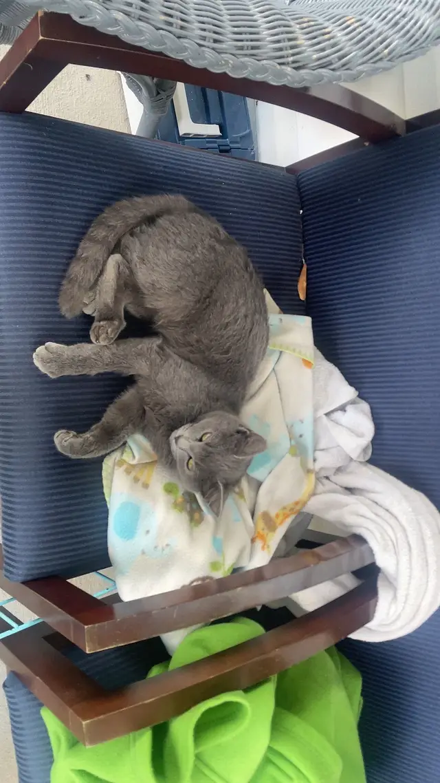 An update of my cat