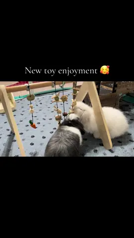 The Teddywidders always the first on a new toy 🥰❤️ #animallovers #petlover #bunnylovers #bunny #happylife 