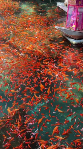 Con giàu một bó, con khó một nén, về thôi. Cho Cha biết mặt Mẹ biết tên Càng chốn càng khổ càng long đong lận đận tâm càng không. Về đi cho tâm yên mệnh an về mà ăn vạ Cha Mẹ. Có ít có nhiều thì cũng về đi, về mà Cha Mẹ cho Lộc cho tài 🪷