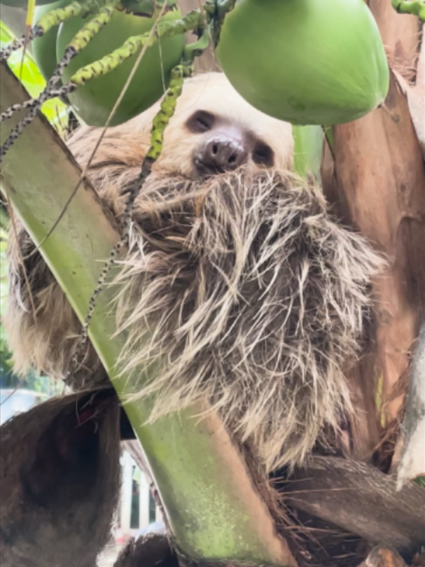 Think sloths sleep all day? Think again. Wild sloths sleep around 8–10 hours a day, about as much as many humans! So why do they seem to spend their entire lives snoozing? Sloths spend much of their waking time resting quietly to conserve energy and avoid detection by predators. And because they're so good at hiding in the rainforest canopy, their behavior is easy to misunderstand. Slow doesn't mean lazy. It's a survival strategy. Learn more about sloth sleep at slothconservation.org #sloth #slothfellowship #slothtober #slothconservation