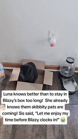 Luna in Blizzys special box. #catsoftiktok  #multiplecathousehold  ##catlover 