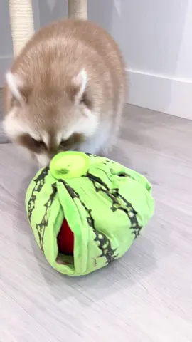 He LOVES finding his treats in this! #poohtheraccoon #PetsOfTikTok #trashpandasoftiktok #dogsoftiktok #fyp 