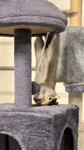 Such a silly girl! 😆 #squirrelsoftiktoks #toottootontiktok #squirrels #toottok #squirreltok 