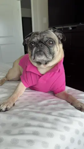 #pugsoftiktok #paratii #forypurpage #pug #ralphlauren 