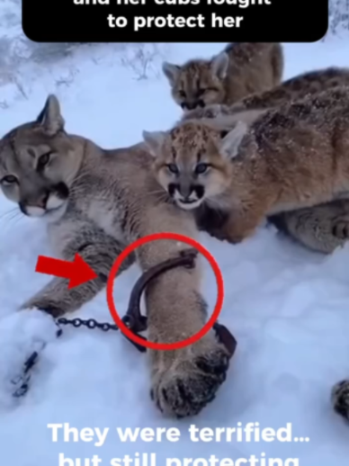 They saved a mountain lion… and she never forgot the kindness #animalrescue#puma  #Heartwarming #wildlife  #wholesome #usa