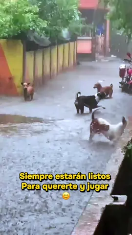 Tan lindos e inocentes 🐶❤️🐱#perrosygatos #noalmaltratoanimal #parati #amorpuroysincero #loveanimals 