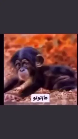 ههههههههههههههههههههههههههههههههههههههههههههههههههههههههههههه  #دشرتي_سعادتي🐒  #مجرد________ذووووووق🎶🎵💞  #fyppppppppppppppppppppp  #explore  #2030 