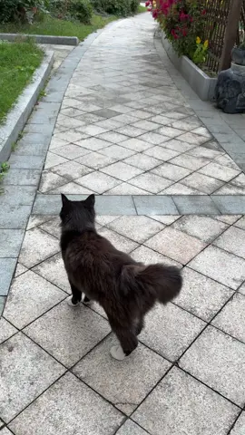 #cat #hotlava 