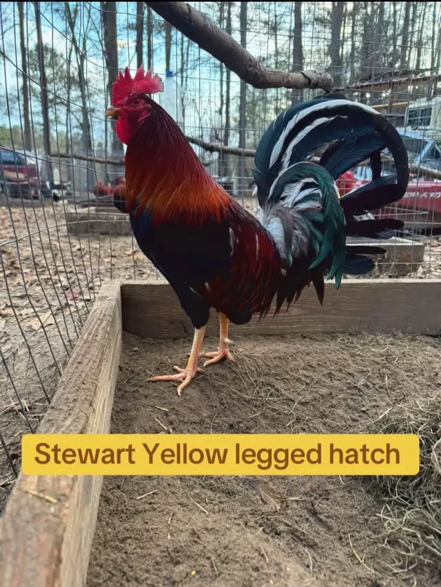 Straight Comb Stuart Yellow Legged Hatch 🔥 #stuart #gamefowlbreeder  #gamefowlmexico  #gamefowlfarm  #chickens 