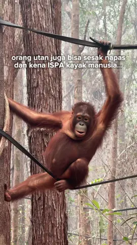 HUTAN JUGA RUMAH MEREKA 🥲  