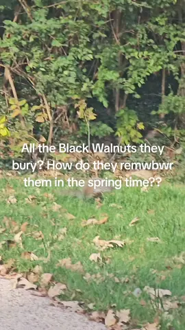 Squirrels are the best?! How do they remember all,things they bury in the speing#fall #spring #wildlife #funny 