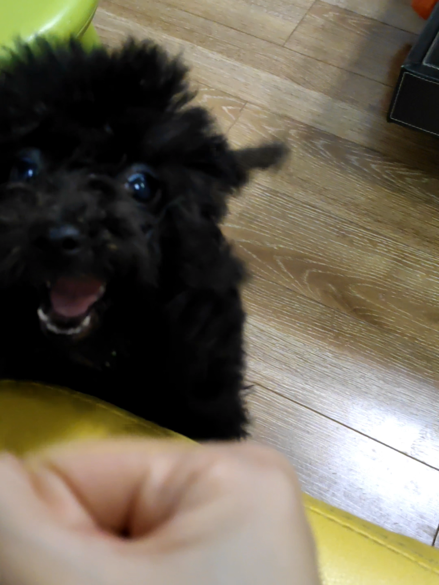 #dogs #toypoo #cute #adorable #puppy #dogtok #