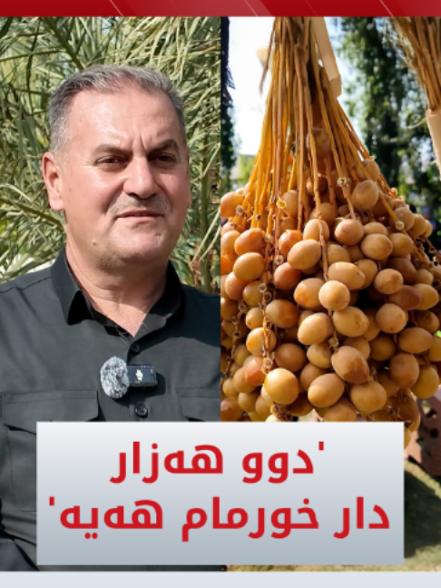 جووتیارێکی کەرکووک 2,000 دار خورمای چاندووە و دەڵێت بەرهەمی ئەمساڵم 5 تۆن خورما بووە