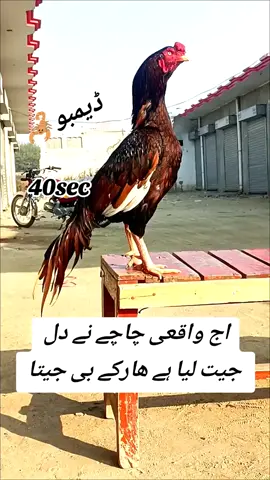 #Demo #foryou #foyourpage #khannasirkhanpiragaib  @Khan Nasir Khan @MUHAMMAD ALI313 
