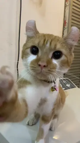 🐱❤️ #kucingoyen #kucinglucu #kucinggemoy #catlovers #fypシ 
