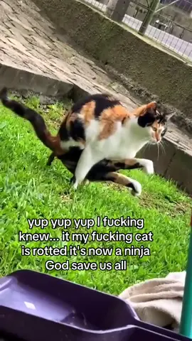 Am disturbed..#cat #ninja #lol #fyppppppppppppppppppppppp #xyzbca 