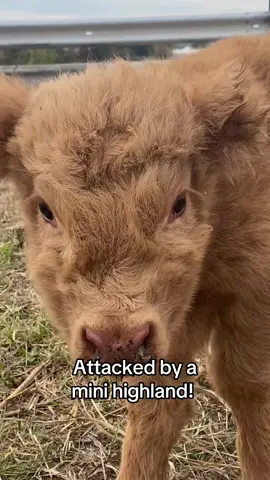Very aggressive, very dangerous animals here on the farm. 