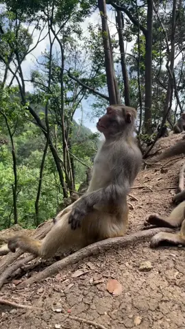 Just one minute of peace is enough ❤️#monkey #fyp #foryou #viral #trending 