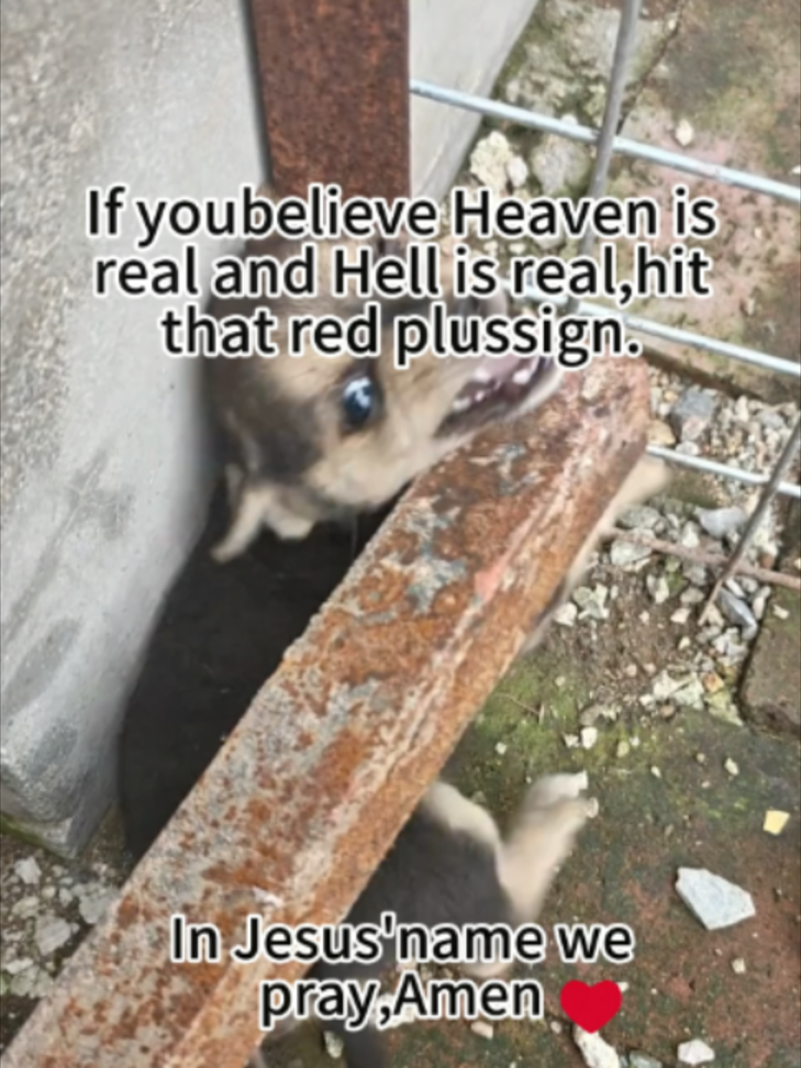 #us#dog