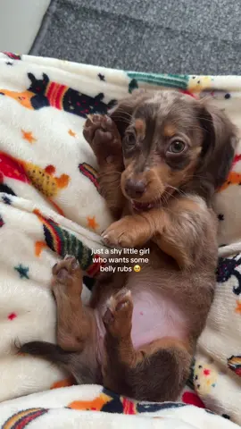 🥹🥹🥹♥️ #minidachshundpuppy #dappledachshund #dachshundlife #minidachshund #dachshundpuppy 