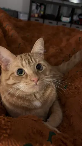 🫣🐈😼🥭 #cat #cute #fyp #tiktok #fypシ 