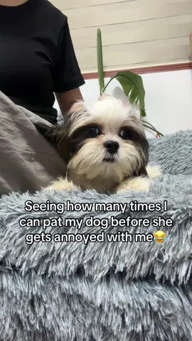 Promise I don’t annoy her 24/7🥹 #shihtzu #puppy #doglife #dogmom #fyp 