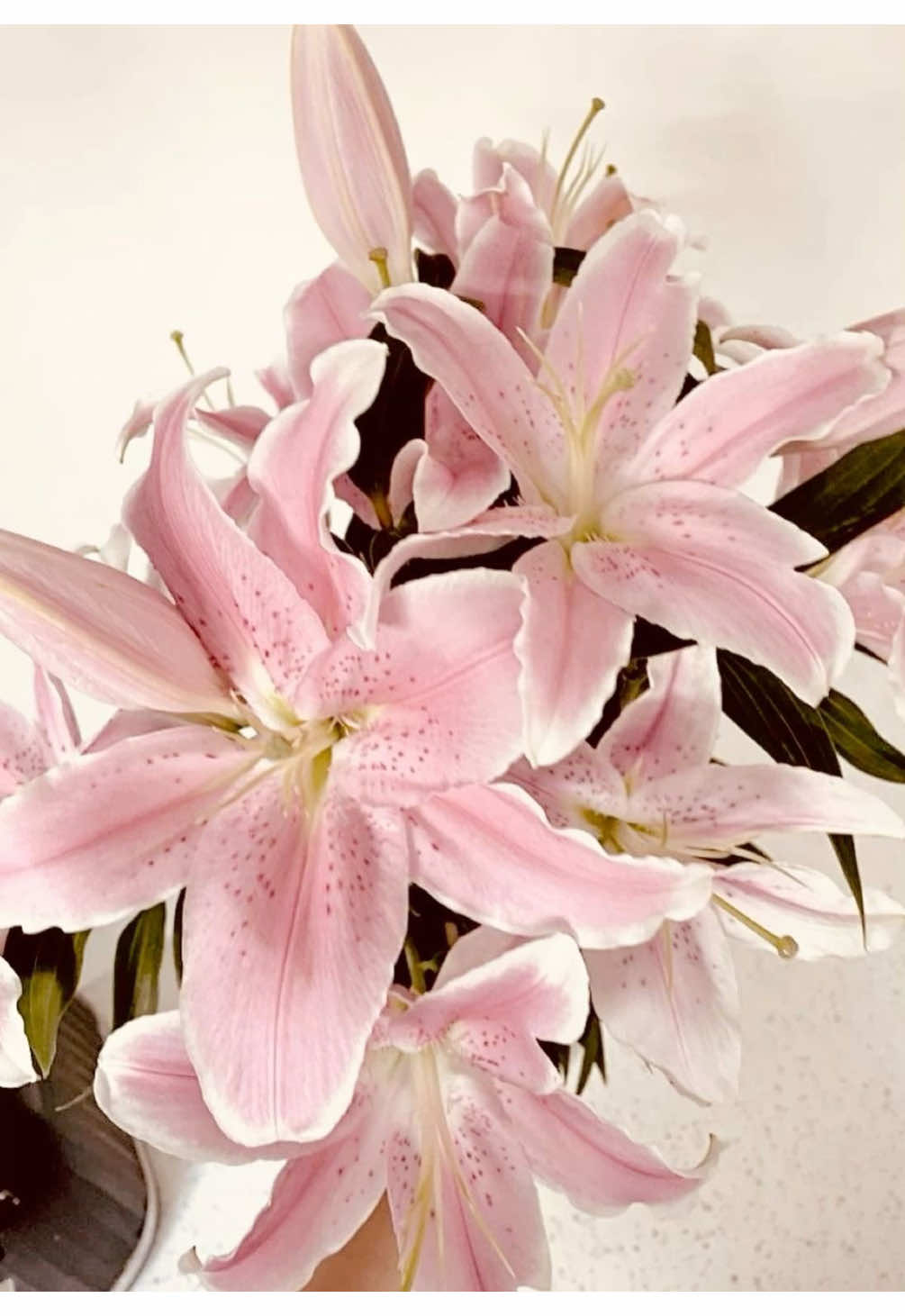 ⋆. 𐙚 ˚𝓛𝓲𝓵𝓲𝓮𝓼 💗🎀 #fyp #xyzbca #creatorsearchinsights #lilies #flowers 