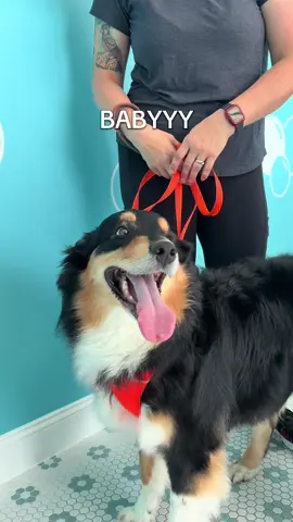 It’s always a wagging-tail pawty at BarkSuds! Come join the pawty! 🐾 📍 7306 Louetta Rd, Suite A116, Spring, TX 77379 📞 281-547-8800